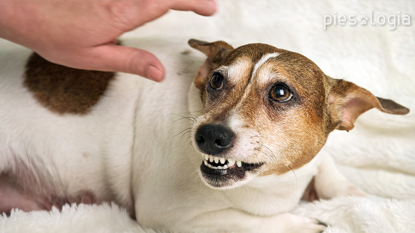 how to react when a dog growls sharp