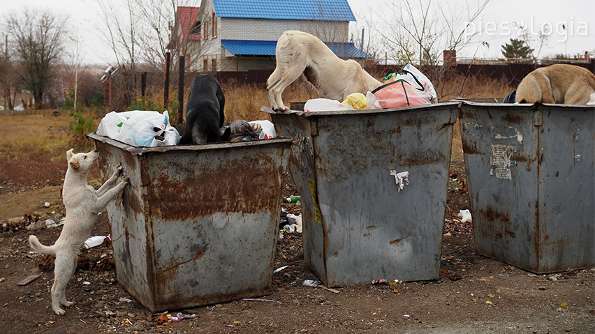 dzikożyjące psy szukają jedzenia w śmietniku